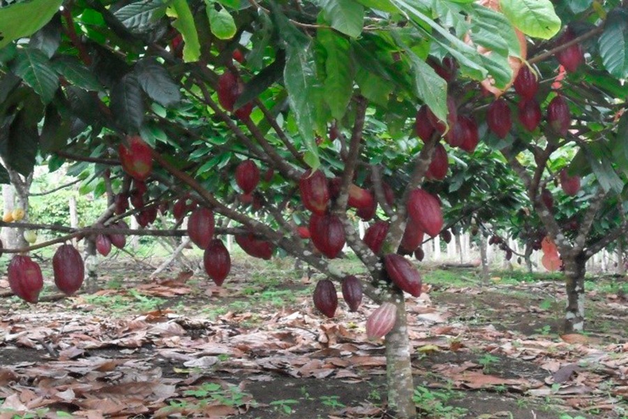Cacau 360° seleciona recém-doutor em produção vegetal, agronomia e ciências florestais para atuar em São Carlos