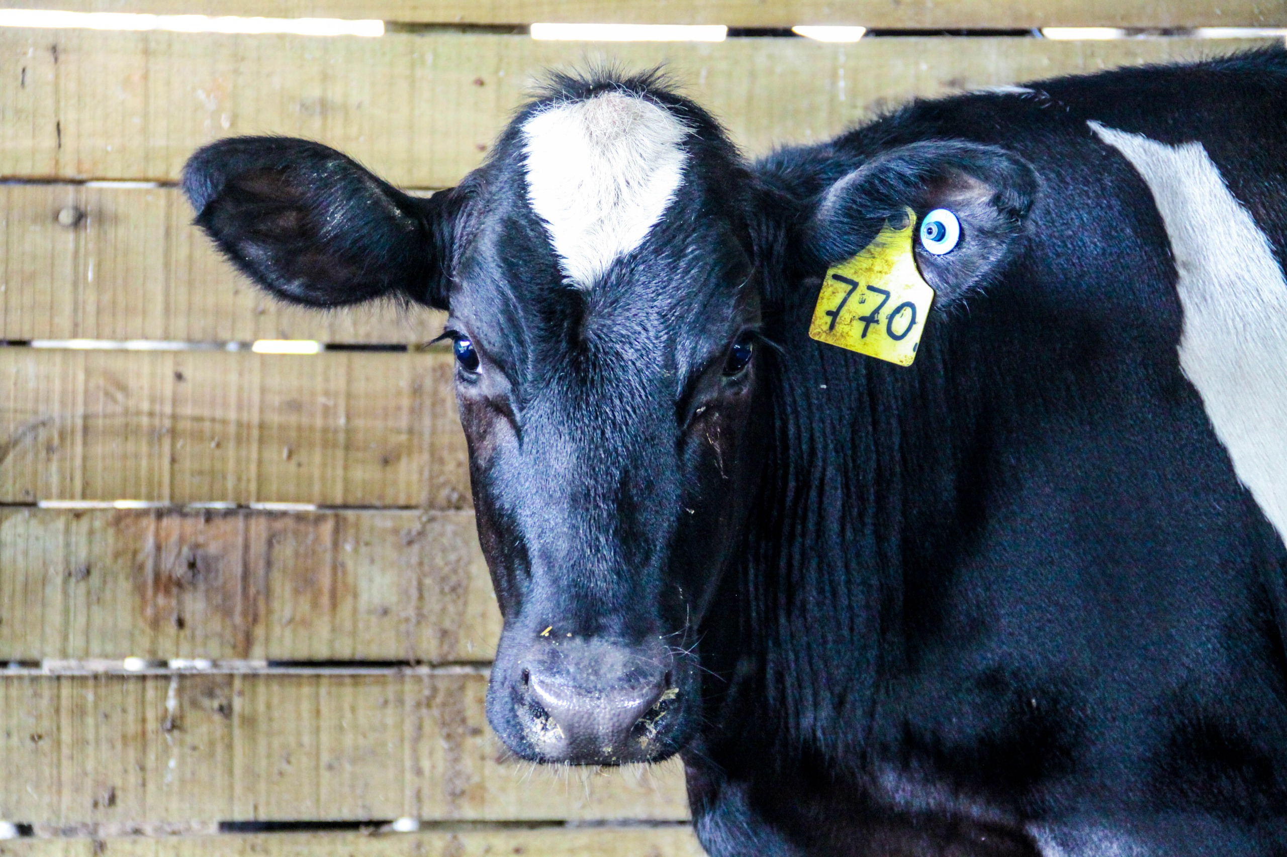 Sanidade Animal – Campanha de vacinação contra Brucelose no primeiro semestre acaba na próxima terça-feira, 30 de junho