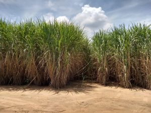 IAC celebra 139 anos com patente para tecnologia que amplia o potencial da cana na produção de biocombustíveis avançados