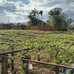 Governo de SP mobiliza força-tarefa para levantar danos do temporal à produção rural na região de Ribeirão Preto