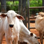 Sanidade Animal – Segunda etapa da campanha de vacinação contra a Brucelose começa nesta quarta-feira, 1º de julho