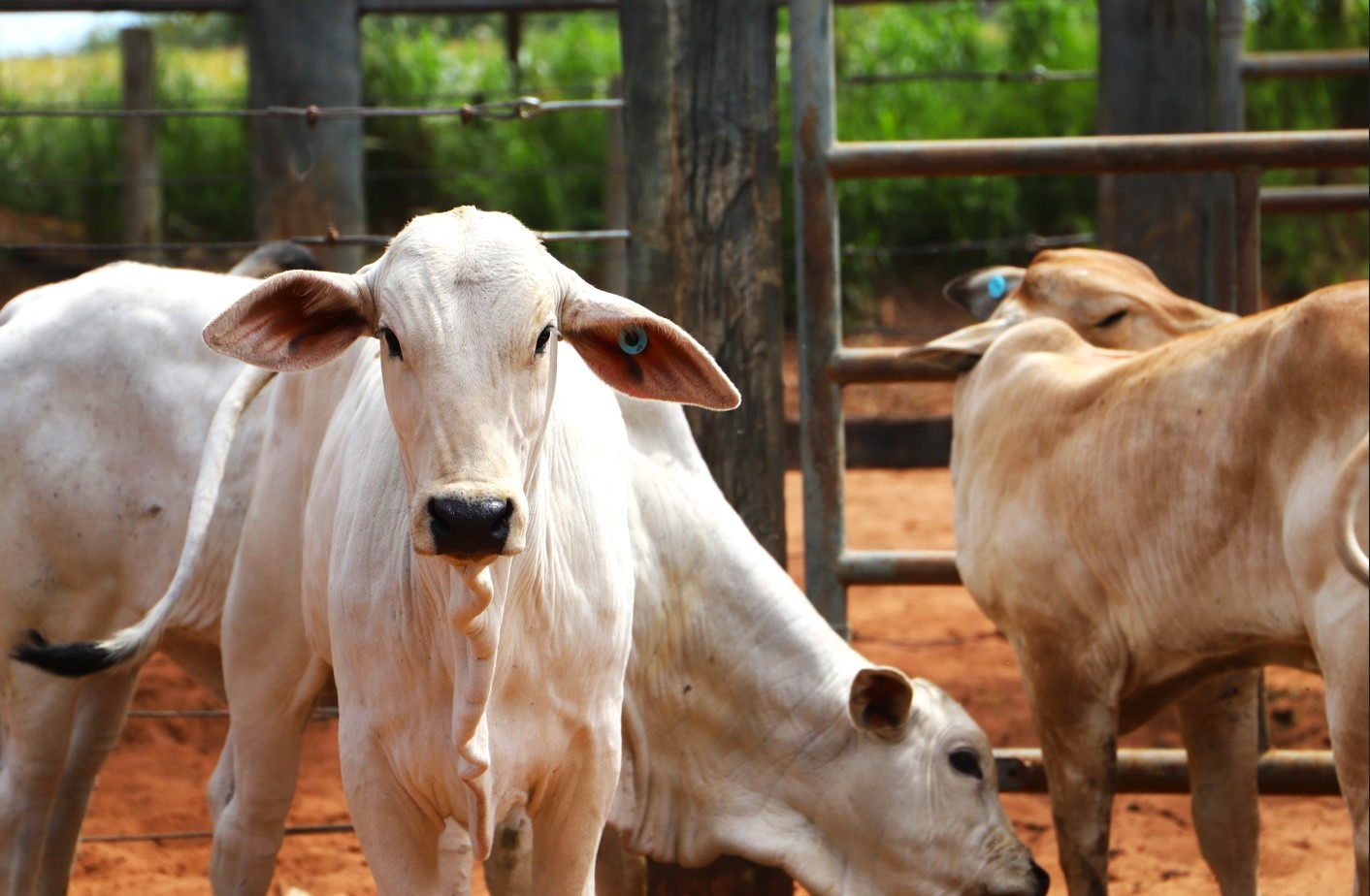 Sanidade Animal – Segunda etapa da campanha de vacinação contra a Brucelose começa nesta quarta-feira, 1º de julho