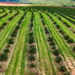 Superávit do agro paulista registra US$ 13,83 bilhões de janeiro a agosto de 2026
