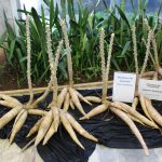 IAC lança cultivar de mandioca de indústria 25% mais produtiva 