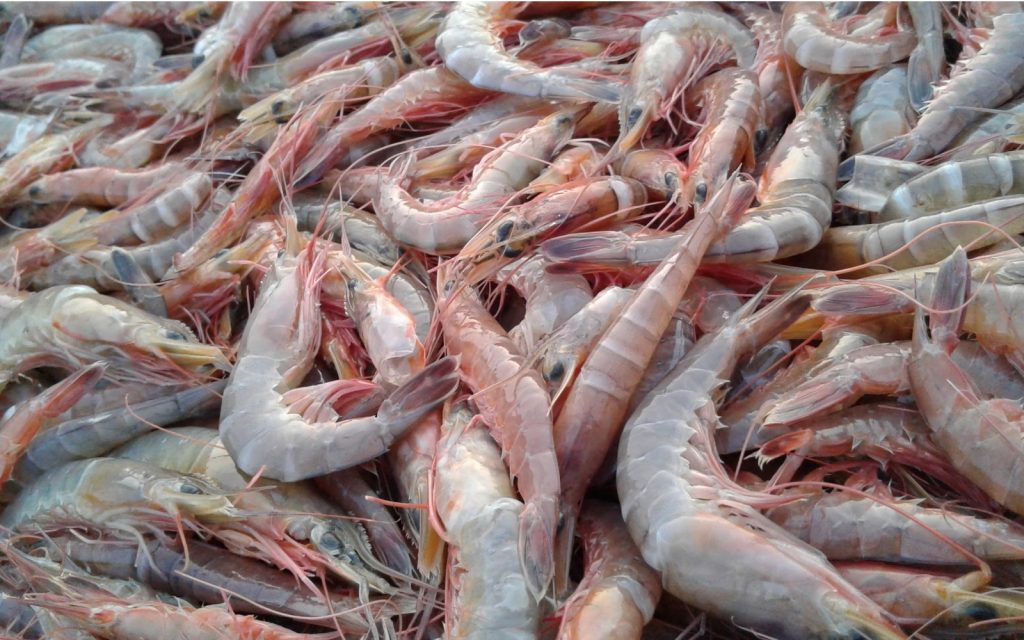 Da limpeza ao aproveitamento integral: pesquisador do Instituto de Pesca ensina como extrair o máximo do camarão