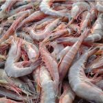 Da limpeza ao aproveitamento integral: pesquisador do Instituto de Pesca ensina como extrair o máximo do camarão