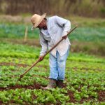 Produtores de Ibiúna e Piedade retomam lavouras após chuvas e granizo com apoio de crédito emergencial e assistência técnica 