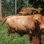 Instituto de Zootecnia lança Sumário de Touros Caracu – 2026