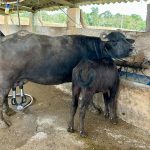 Instituto de Zootecnia estuda gene da lactoferrina em búfalas leiteiras