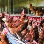 Tecnologia e sanidade impulsionam a avicultura paulista 