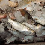 Estudo do Instituto de Pesca destaca valor nutricional, econômico e ambiental da pesca artesanal no Sistema Estuarino de Santos–São Vicente