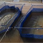 Instituto de Pesca aposta em melhoramento genético para a seleção de tilápias mais resistentes à Francisella orientalis
