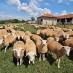 Pesquisa do Instituto de Zootecnia contribui para redução de verminoses em ovinos e aponta caminho para produção mais sustentável