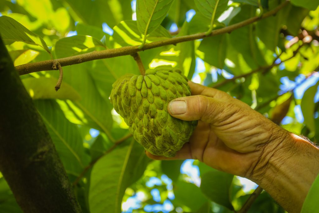 São Paulo lidera a produção nacional de atemoia e fruta-do-conde com destaque para as regiões de Itapeva e Sorocaba 