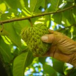 São Paulo lidera a produção nacional de atemoia e fruta-do-conde com destaque para as regiões de Itapeva e Sorocaba 