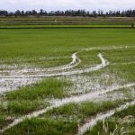 Manejo adequado do solo ajuda produtor a recuperar áreas e reduzir perdas após chuvas