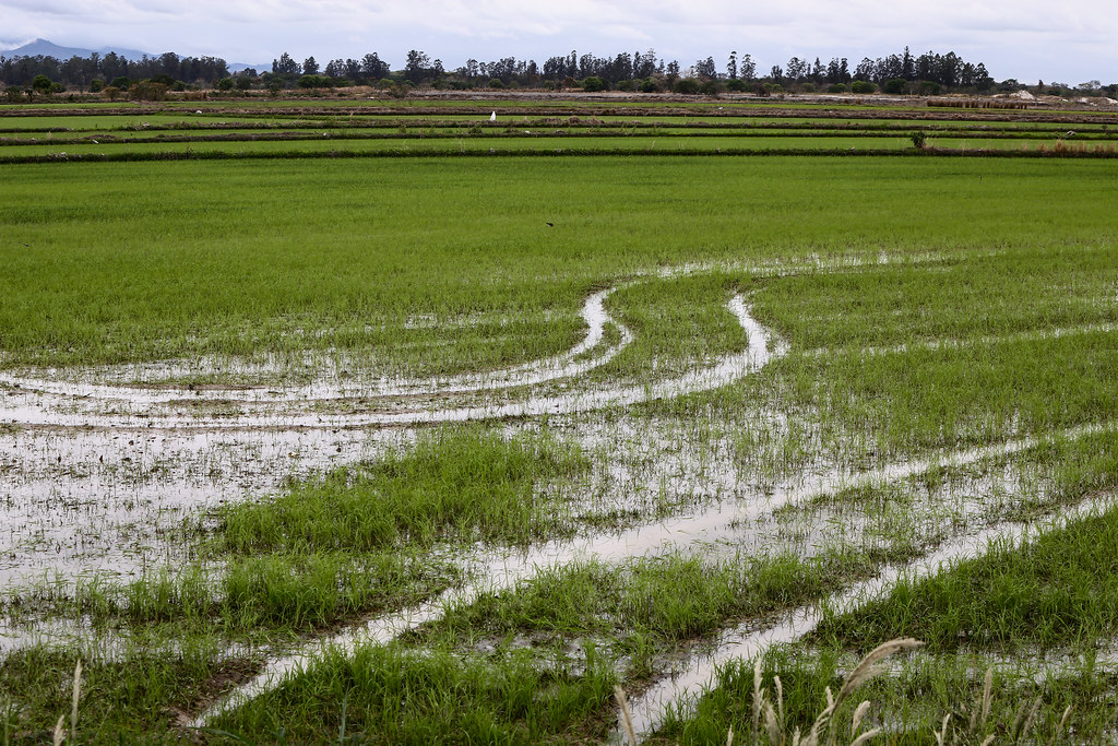 Manejo adequado do solo ajuda produtor a recuperar áreas e reduzir perdas após chuvas
