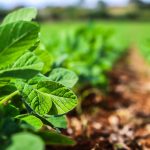 Sanidade Vegetal – Começa nesta terça-feira, 1º de setembro, o calendário de semeadura da soja na Região 1