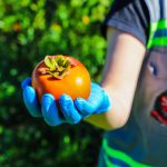 Sanidade Vegetal – Em Itapetininga, Defesa Agropecuária dá início a projeto que vai abordar o uso e o armazenamento correto dos agrotóxicos