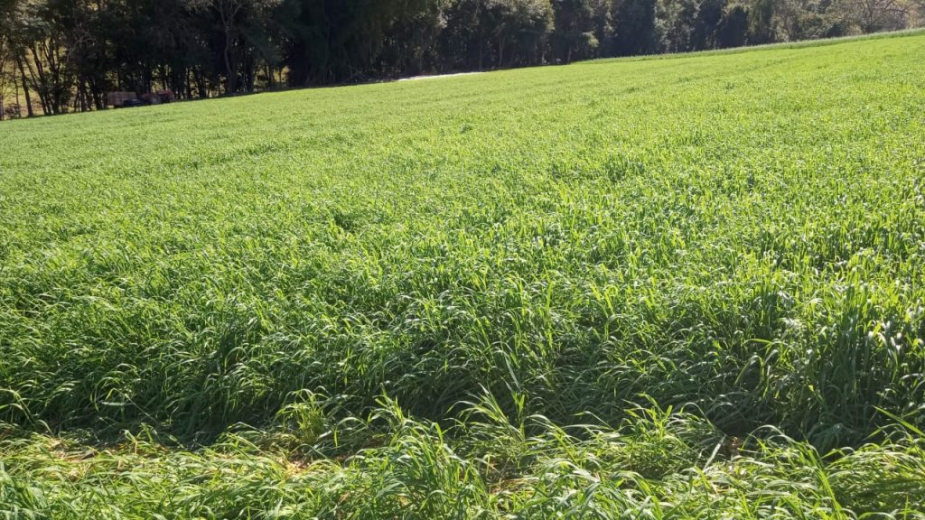 Aveia-preta é opção de cultura de inverno adaptada às condições de cultivo de São Paulo