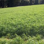 Aveia-preta é opção de cultura de inverno adaptada às condições de cultivo de São Paulo