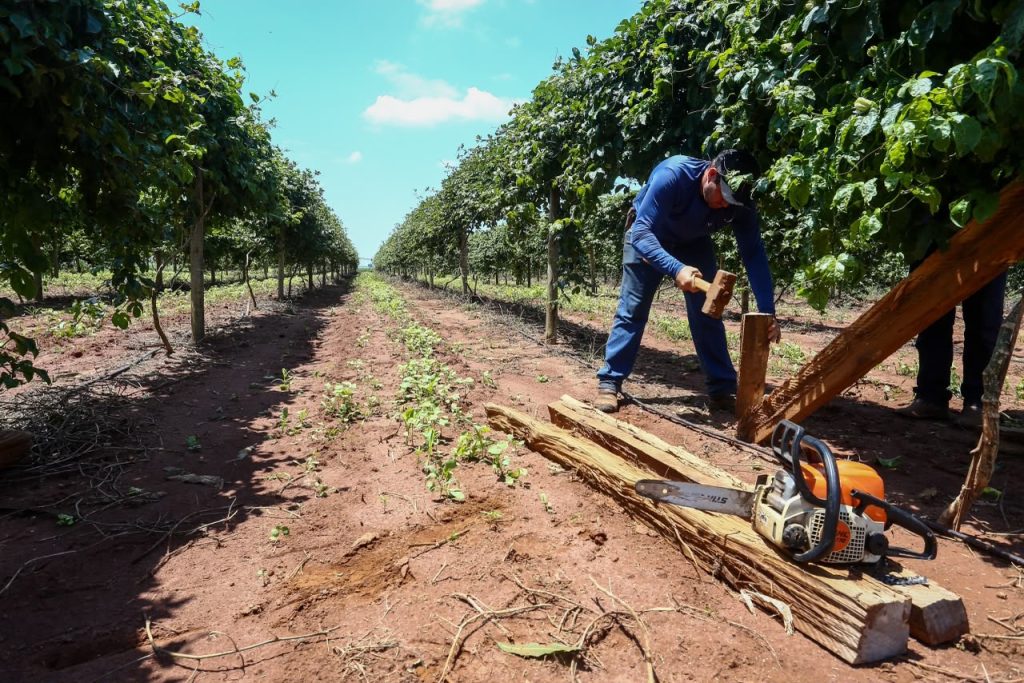 Governo de SP amplia acesso a crédito de até R$ 5 milhões na região de Ribeirão Preto e reforça apoio ao seguro rural
