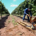 Governo de SP amplia acesso a crédito de até R$ 5 milhões na região de Ribeirão Preto e reforça apoio ao seguro rural
