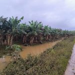 Governo de SP libera R$ 10 milhões em crédito emergencial para produtores afetados pelas chuvas no Vale do Ribeira