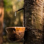 Alta nos custos internacionais, especialmente frete, eleva preço de referência da borracha natural 